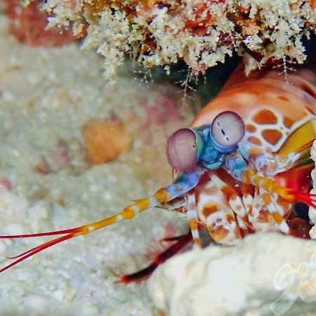 Hotel Sea Star Diving Addu City Exteriér fotografie